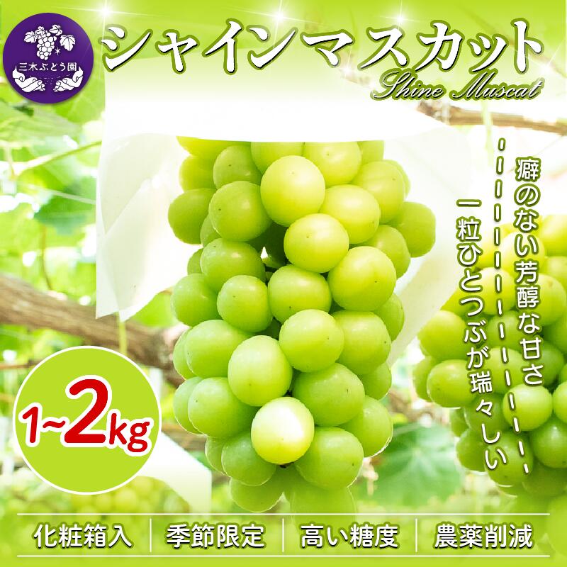 【ふるさと納税】 シャインマスカット 約 1kg 約 1.5kg 約 2kg＜2025年8月上旬から9月下旬頃発送＞ ぶどう 葡萄 マスカット フルーツ 果物 ゼリー ジュース アイス デザート スイーツ ケーキ グルメ 贈答 プレゼント 人気 おすすめ 甘い 送料無料 三木ぶどう園 徳島県 阿波市