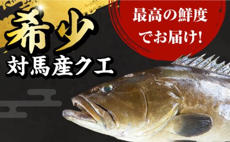 【1週間以内発送】対馬産 幻の高級魚 クエ 1.2kg 海鮮 魚介 鍋 高級 [WAA014] スピード発送 最速発送 最短発送