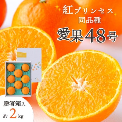 【2026年発送】「紅プリンセス」と同品種!愛媛果試48号 贈答箱入り 約2kg【E25−182】【1607366】