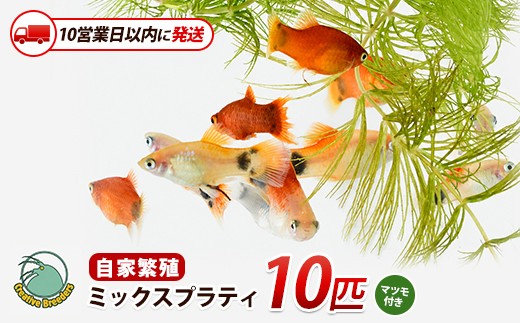
                  【10営業日以内に発送】ミックスプラティ10匹＋マツモ付き (アクアファームはくと/IB167-004) 熱帯魚 観賞魚 卵胎生魚 繁殖 アクアリウム 初心者向け 癒し
                