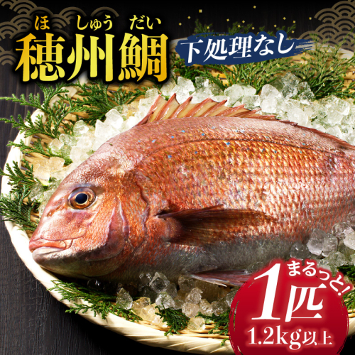 渡邊水産 穂州鯛（下処理なし）／ 真鯛 鯛 お刺身 鯛しゃぶ 穂州鯛 ブランド鯛 送料無料 佐賀県 玄海町