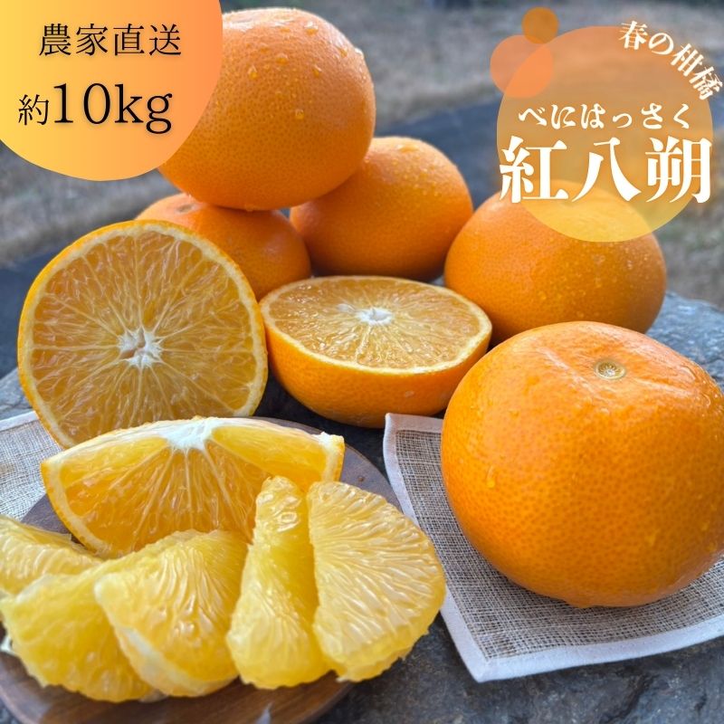 【ふるさと納税】紅八朔（べにはっさく）10kg 八朔 はっさく 柑橘 酸味 甘み バランス フルーツ 果物 くだもの みかん 人気 おすすめ 送料無料 国産 和歌山 有田市（A146-1）