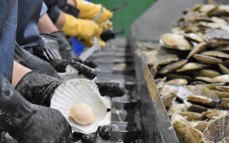 【先行予約】北海道網走産天然活ホタテ貝 4kg前後（令和7年7月より順次発送）| 活ホタテ 活きほたて ホタテ ほたて 帆立 活ほたて 北海道 網走市 ABAE017