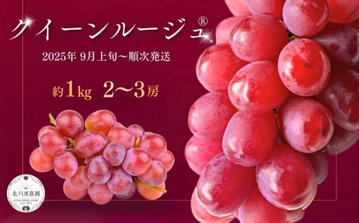 【2025年先行予約】 種なしぶどう クイーンルージュ®(長野県オリジナル品種) 約1kg (2 ~ 3房)  赤ぶどう 葡萄 ブドウ マスカット 種無し 皮ごと 長野県産 千曲市 信州
