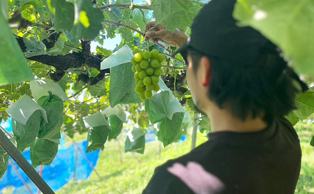 ぶどう 信州産シャインマスカット約3kg（4～6房）2025年発送 葡萄 ブドウ フルーツ 果物 シャイン マスカット デザート おやつ 信州 長野