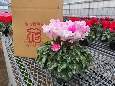 シクラメン 4号鉢2鉢セットと6号鉢1鉢 鉢花 花 シクラメン クリスマス 冬-039