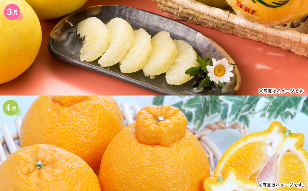 熊本便り！旬の柑橘堪能定期便