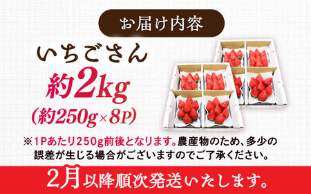 【先行予約】【ジューシーな濃厚いちご】いちごさん 2kg（250g×8パック） / 苺 イチゴ いちご フルーツ 果物 / 佐賀県 / さかもとさんの畑[41ABAA004]