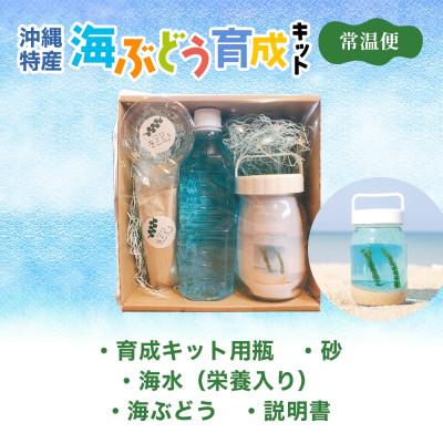 ふるさと納税 糸満市 海ぶどう育成キット ボトル付 手軽で自由研究にぴったり!沖縄県糸満市 |  | 03