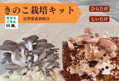 300326【きのこ栽培キット】菌床ブロックセット(しいたけ・ひらたけ)