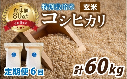 【6ヶ月連続お届け】【 令和7年産 新米 】南条米 新米 特別栽培米コシヒカリ 真空パック 玄米 10kg(5kg×2袋)×6ヶ月 (計60kg)｜ お米の定期便