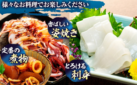 愛知県産　剣先イカ(アカイカ)3袋 [配送不可地域：離島]