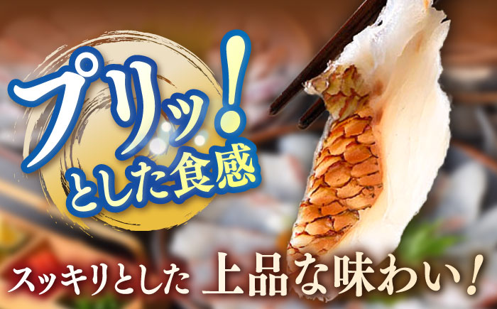 【 あごだし 】 あごだし 真鯛 しゃぶしゃぶ (今なら！鯛茶漬け２パック付き)《壱岐市》【若宮水産】 [JAH071] たい タイ 鍋 お茶漬け 13000 13000円 海産物