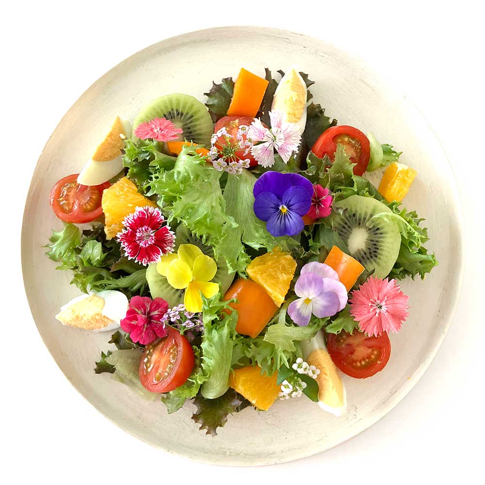 【ふるさと納税】倉敷産 低カリウム レタス 8パックセット 野菜 低カリウム 健康野菜【野菜 レタス パックセット 栄養 岡山県 倉敷市 おすすめ 人気】