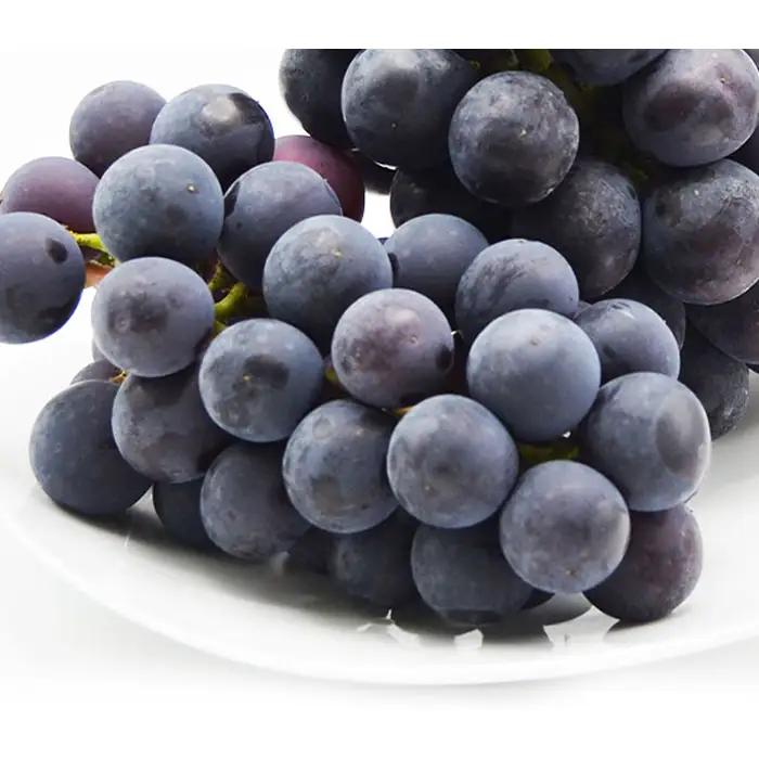 【ご家庭用】山形のピオーネ 優品 約2kg(2～6房)[9月お届け]【令和8年産先行予約】FS23-645 くだもの 果物 フルーツ 山形 山形県 山形市 2026年産