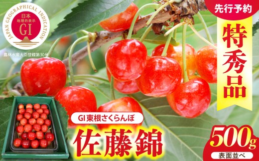 【2027年産】GI 東根さくらんぼ 佐藤錦 500g 表面並べ L以上 特秀品 山形県 東根市 ティスコファーム提供 hi089-007-r9 サクランボ フルーツ 果物 くだもの 佐藤錦 期間限定 先行受付 化粧箱入り 冷蔵配送 グルメ ご当地 特産直送