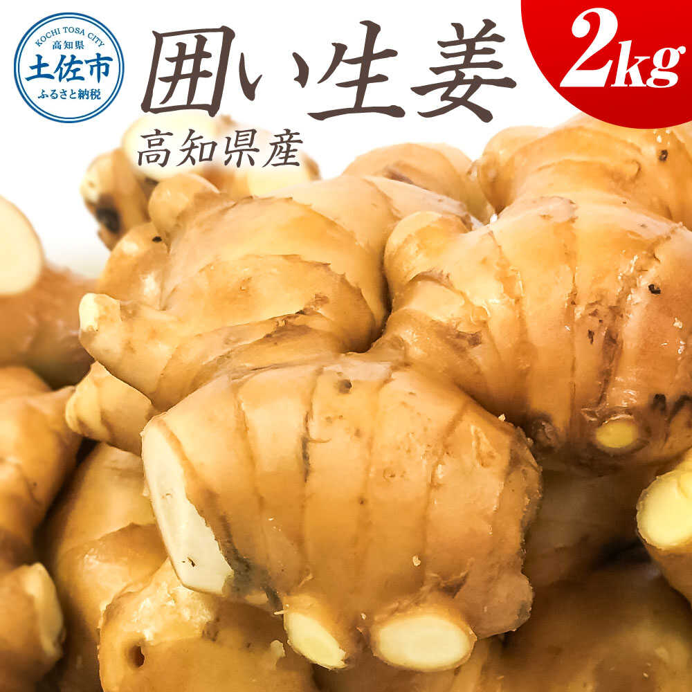 【ふるさと納税】囲生姜 2kg 生姜 高知 国産 新鮮 しょうが ショウガ ジンジャー 薬味 健康 料理 生姜湯 産直 農家直送 大容量 まとめ買い お得 高知県土佐市/JA高知県とさし[BQCF007]