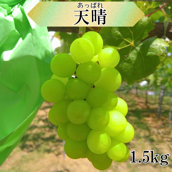 【ふるさと納税】ぶどう 天晴1.5kg 長野県 信州 南信州 高森町 ぶどう 旬のぶどう 旬のフルーツ 甘いぶどう 農家直送 皮ごと食べられる 希少ぶどう 新品種【配送不可地域：離島】