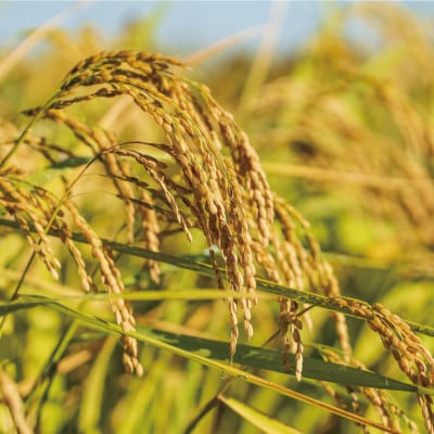 【毎月定期便】九州のお米食味コンクール2年連続優勝!ヒノヒカリ5kg全3回【4077576】