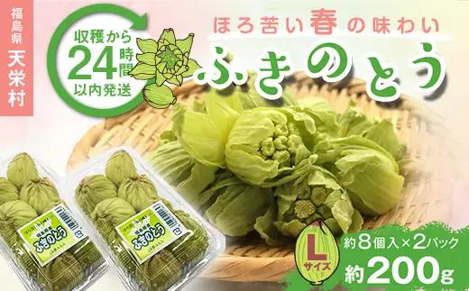 収穫から24時間以内に発送！ほろ苦い春の味わい「ふきのとう」Lサイズ200g（約16個） F21T-348