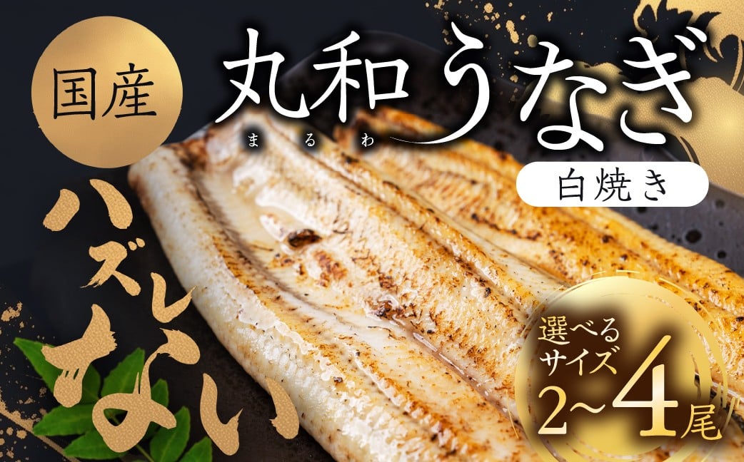 
                  ハズレない 国産 うなぎ 白焼き 2尾 4尾 選べる サイズ 国産うなぎ 鰻 厳選 ウナギ かば焼き 丑の日 高級 贅沢 ご褒美 特産品 ふっくら お取り寄せ うな重 うな丼 ひつまぶし 冷凍 誕生日 お祝い 内祝い お中元 お歳暮 愛知県 豊橋市
                