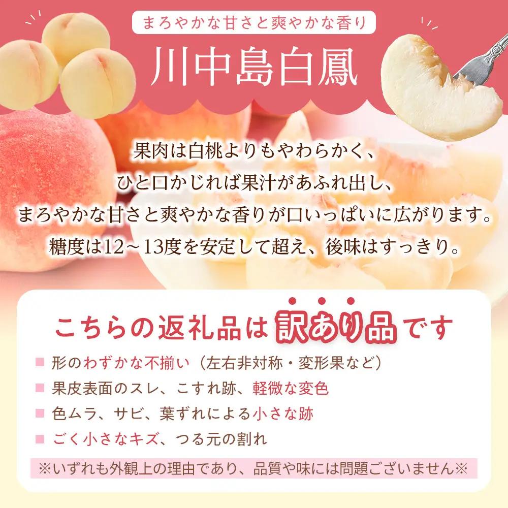 【※2027年8月発送分　先行受付】【訳あり】川中島白鳳 2kg長野市産 産地からクール便お届け | 桃 桃