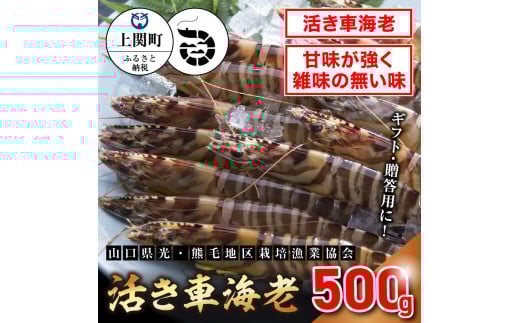 B-1　活き車えび500g　【山口県光・熊毛地区栽培漁業協会】（１２月発送分）