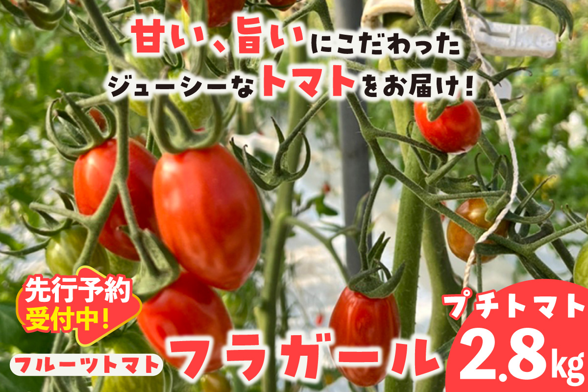 【先行予約】【5月中旬以降発送】フルーツトマト　フラガール2.8kg（へたなし）│よこた農園　フラガール プチトマト 野菜 トマト 新鮮野菜 太陽の恵み トマト料理 愛知県産 フルーツとまと 甘いトマト お取り寄せ グルメ 常滑市 へたなし