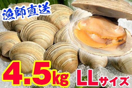 漁師直送！活ホンビノス貝4.5kg◇（LLサイズ）