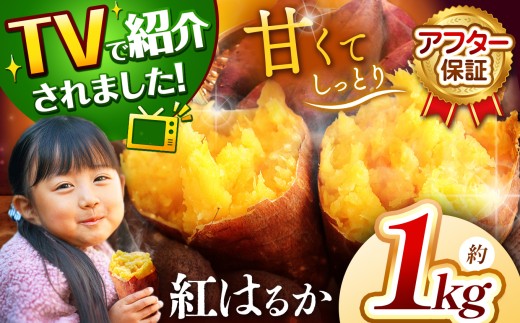 甘くておいしい！べにはるか 1kg  先行予約 ＜ 2025年9月中旬より順次発送予定 ＞｜ さつまいも サツマイモ 芋 いも 野菜 紅はるか べにはるか 1kg 5kg 10kg