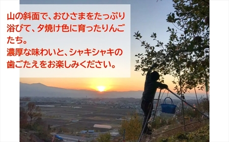 【期間限定】桃源郷のサンふじ 家庭用 約3kg (2025年12月1日~20日出荷/北海道・沖縄・離島は配送不可) フルーツ 産地直送 旬 信州 長野 佐久市 旬彩 玉数指定なし