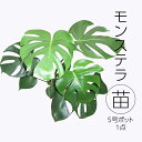 【ふるさと納税】モンステラ 5号ポット 1点 家庭 で 園芸 鉢植え 苗 庭木 果樹 ガーデニング 植物 確実園