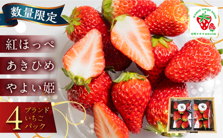 ≪数量限定≫ ブランドいちご 4パック 約 1000g 紅ほっぺ あきひめ やよい姫  北野イチゴHOUSE いちご イチゴ 苺 ブランド 甘い 美味しい おススメ 人気  4パック 旬 フルーツ 果物 贈答 ギフト 愛知県 豊橋市