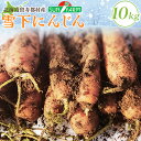 【ふるさと納税】雪下にんじん 10kg 人参 にんじん ニンジン 越冬 オンライン 申請 ふるさと納税 北海道 留寿都 野菜 春 旬野菜 季節野菜 甘い フルーツ みずみずしい 産地直送 新鮮 採れたて サラダ カレー おかず 10キロ 留寿都村【24005】