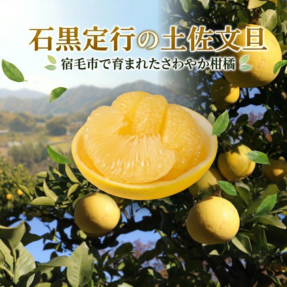 【ふるさと納税】 令和9年1月中旬発送開始 土佐文旦 約10kg 家庭用 文旦 高知県 数量限定 期間限定 季節限定 旬 常温 柑橘 みかん フルーツ 果物 石黒定行 宿毛