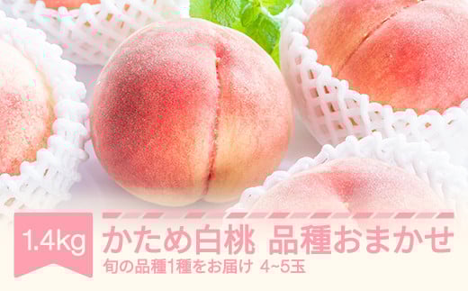 【先行予約】かため白桃おまかせ  もも 桃 品種おまかせ 約1.4kg 令和8年産 2026年産 果物  mm-mokox1400