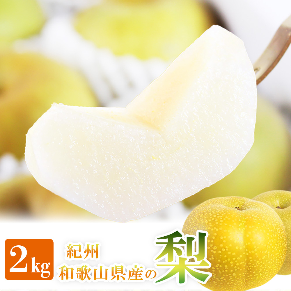 
            紀州和歌山産の梨 2kg 化粧箱入 ※2026年8月中旬頃〜2026年9月上旬頃に順次発送 ※日付指定不可 梨 なし ナシ 果物 くだもの フルーツ 甘い【uot788】
          