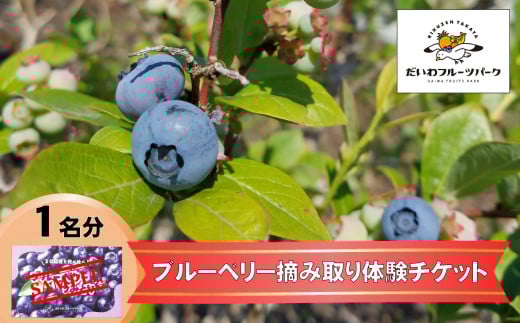 【現地で体験】陸前高田市でブルーベリー摘み取り体験 大人1名様分 【 ブルーベリー 収穫 体験 フルーツ 果物 】 だいわフルーツパーク RT2281