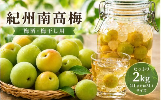 【先行予約】和歌山県産 紀州熟南高梅 2kg (4Lまたは3Lサイズ) 生うめ 大粒 梅干し 梅酒用 ご家庭用 青梅 黄梅 2026年6月上旬〜7月上旬発送【art006B】【art006B】