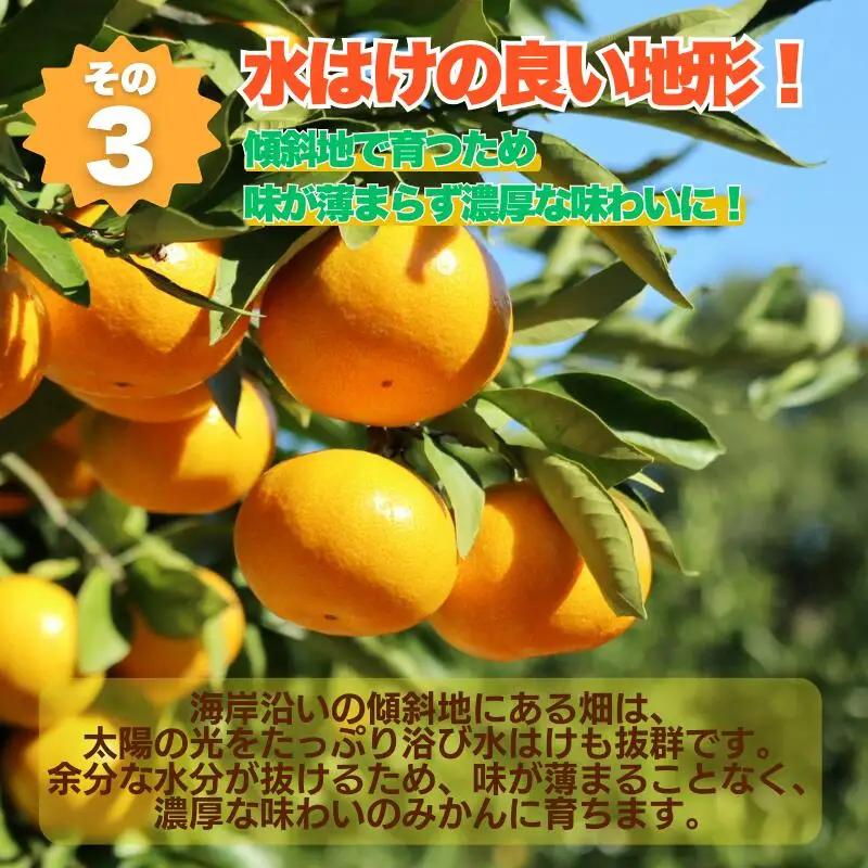 【先行予約】 訳あり 愛媛 みかん 5kg  みかん 愛なんよ