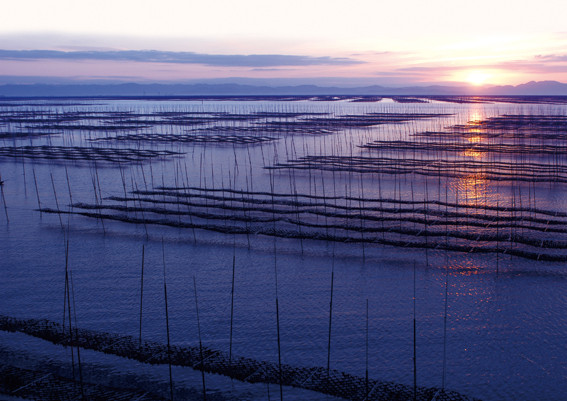 有明海：海苔生産の様子