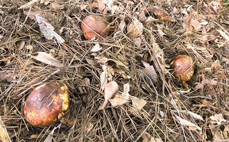 小諸市収穫 松茸 約100g（約1本） 野菜 きのこ まつたけ マツタケ 山菜 国産