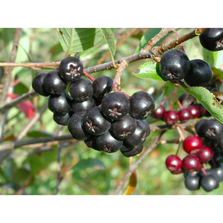 とうやの赤しそジュース＆アロニアジュース500ml×各1本セット