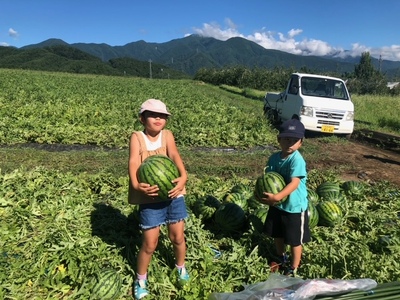 松本市 波田産 大玉すいか ３L（8kg～9kg)│ 信州 松本市 長野県 西瓜 すいか 果物 大玉 スイカ フルーツ くだもの 新鮮 果汁 ジューシー 大きい ふるーつ