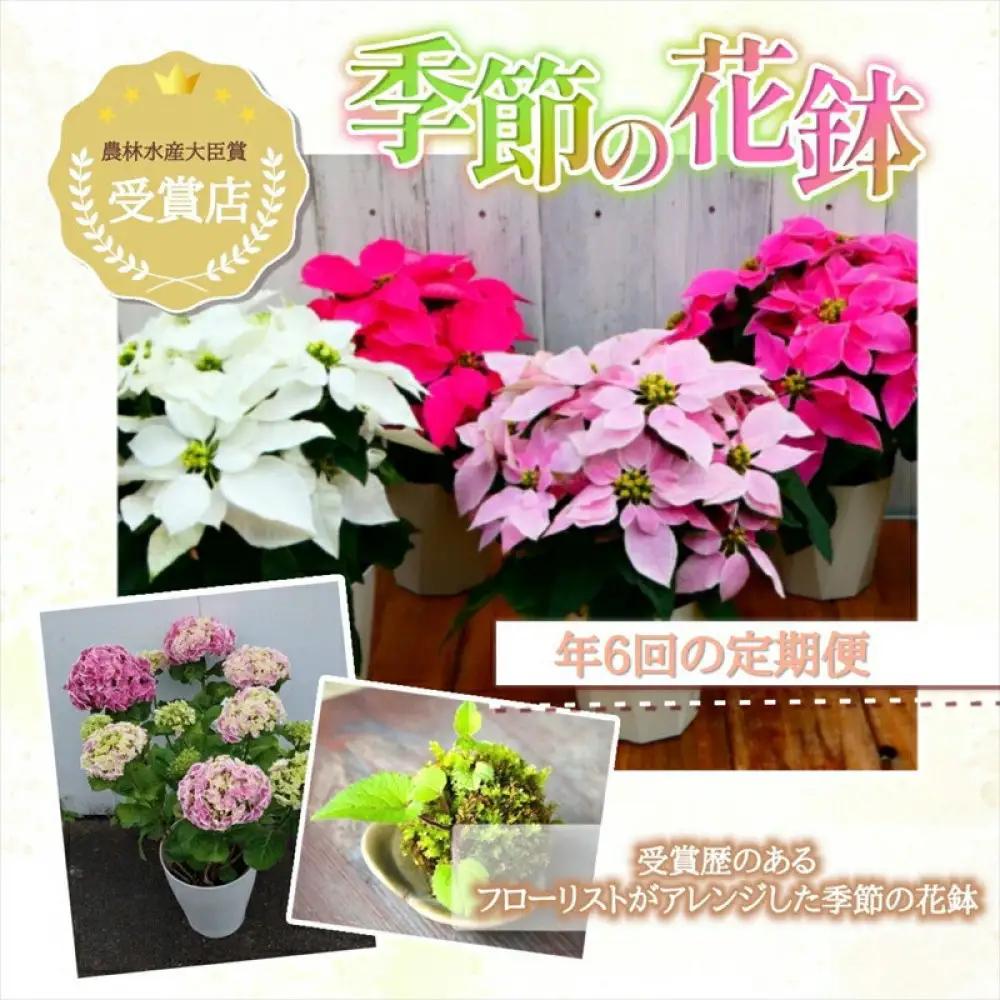 【定期便年6回　季節の花鉢】農林水産大臣賞を受賞したフローリストがアレンジする 季節を知らせる花鉢【 花 お花 神奈川県 小田原市 お花】