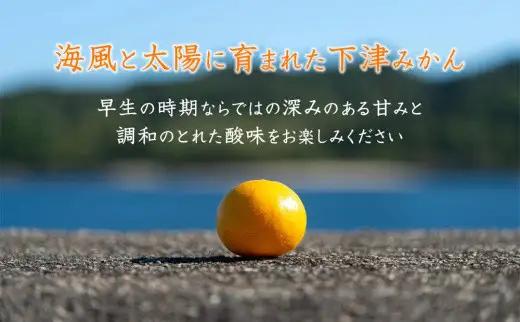 訳あり 早生みかん 大小混合 5kg 和歌山みかん