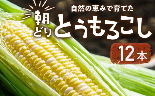 【先行予約】自然の恵みで育った 朝どりとうもろこし 12本 とうもろこし 朝採り トウモロコシ コーン 農家直送 旬 期間限定 野菜 ノンケミカル 6月 7月 愛知県 田原市 渥美半島 冷蔵 送料無料