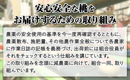 【先行予約】あら川の桃 約1.5kg (5-7玉) あら川第一桃生産組合《2026年6月下旬から8月下旬頃出荷》｜桃 もも モモ フルーツ 果物 白鳳 清水白桃 川中島白桃  和歌山県産の桃 紀の川市