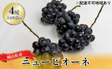 ぶどう 2026年 先行予約 ニュー ピオーネ 4房（合計約2kg）  岡山県産 ピオーネ