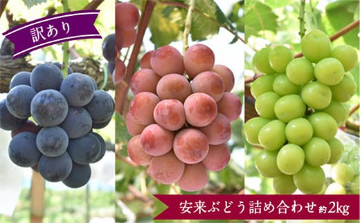 【先行予約・訳あり】 安来ぶどう詰め合わせ 約2kg 【3～4房 数量限定 期間限定 おまかせ 家庭用 先行 受付 ピオーネ 巨峰 クイーンニーナ 安芸クイーン シャインマスカット 瀬戸ジャイアンツ BKシードレス いずれかの種類 ランダム 島根県 安来市】【16-JY-13】